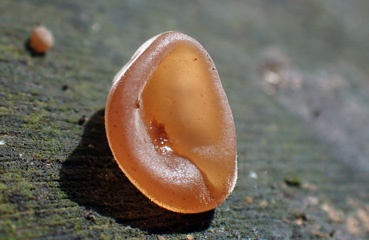 Fungal ear
